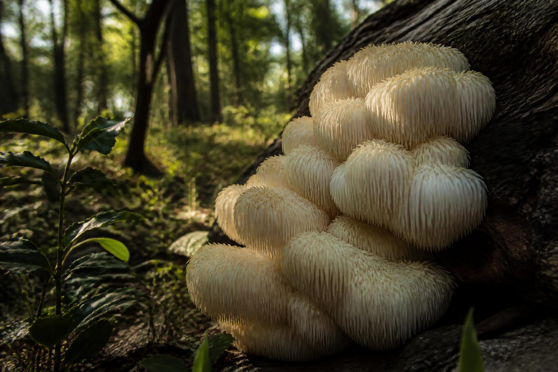Wild lion's mane mushroom fruiting on a fallen hardwood log in a sunlit Texas forest