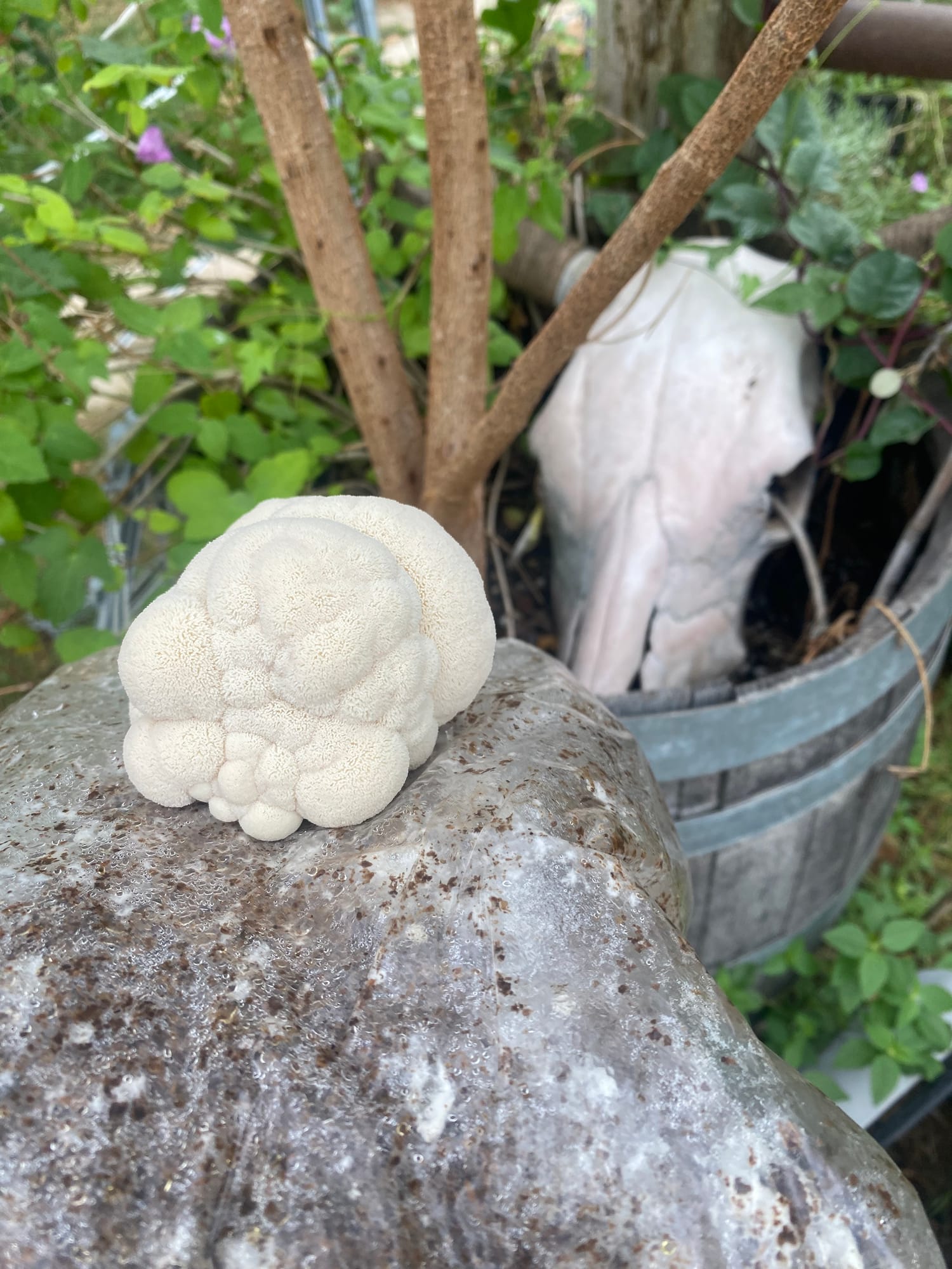 Fresh lion's mane mushroom grown by Sam the Fungi in Central Texas